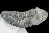 Drotops Trilobite With White Patina - Great Eyes! #146602-3